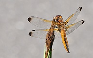 Blue Chaser (Libellula fulva)